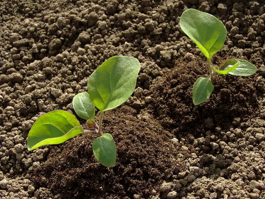 japanese eggplant plant care