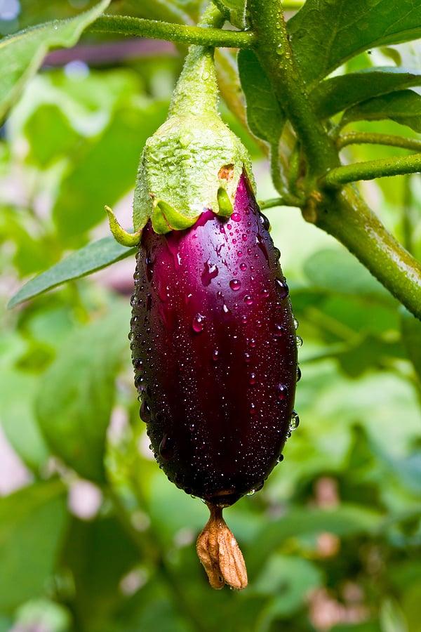 japanese eggplant plant care