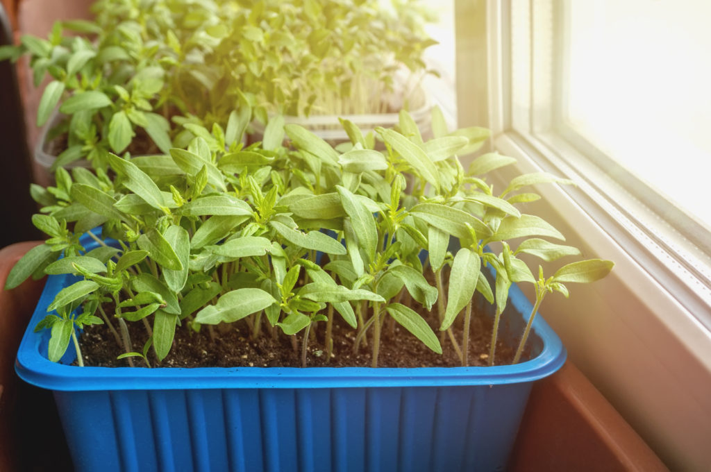 Eggplant seedlings indoors