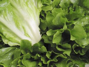 How to grow endive