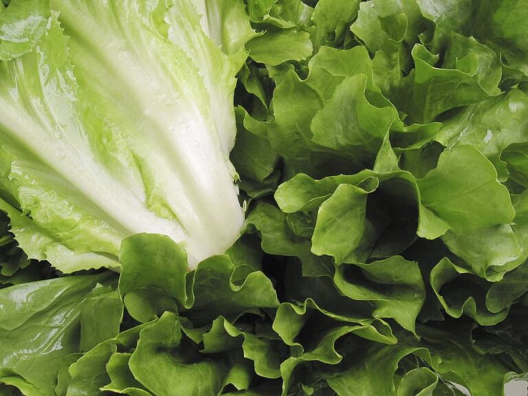 Escarole 1