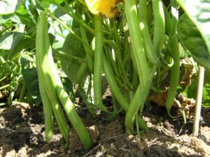 Snap beans ready for harvest