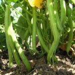 How to Grow Beans