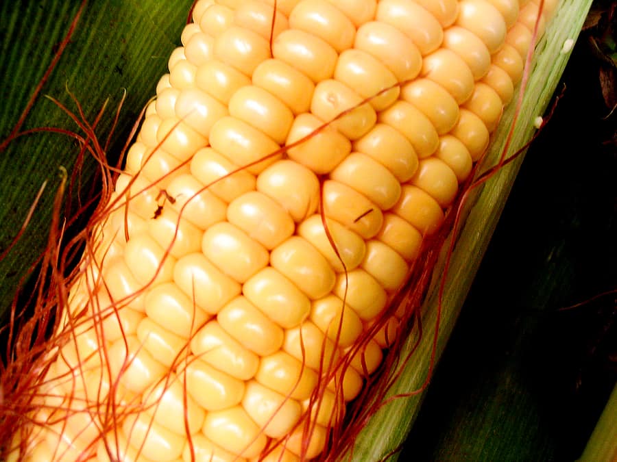 When should sweet corn be harvested?  Mississippi State University  Extension Service