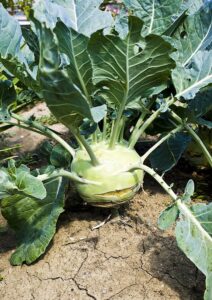 Grow Kohlrabi
