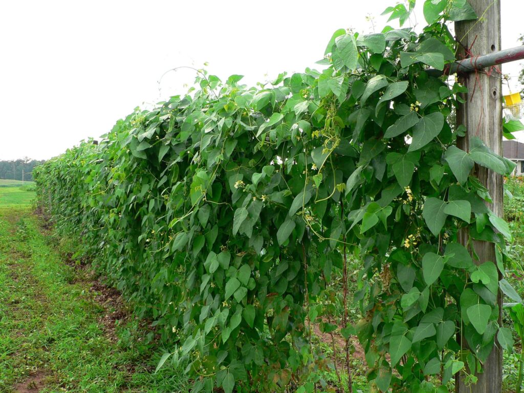 Climbing lima bean vines in a garden.