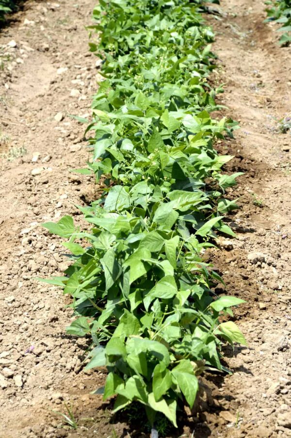 How to Plant, Grow, and Harvest Lima Beans Harvest to Table