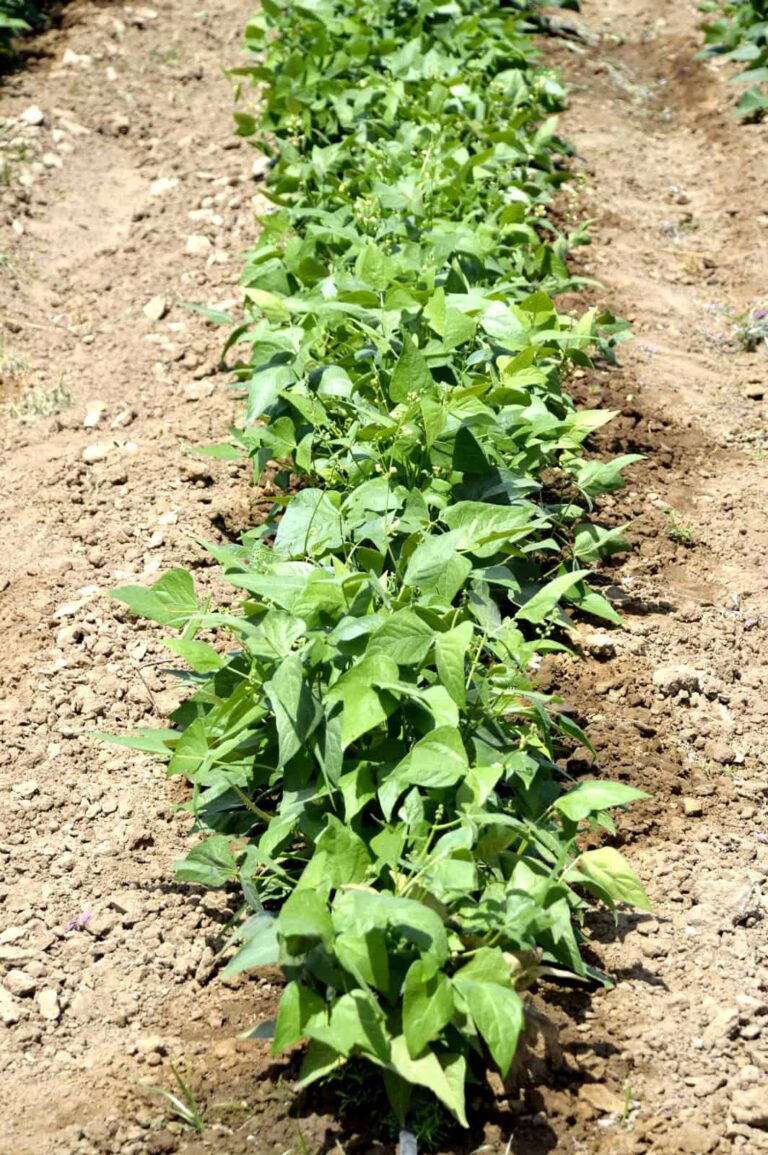 How to Plant, Grow, and Harvest Lima Beans Harvest to Table