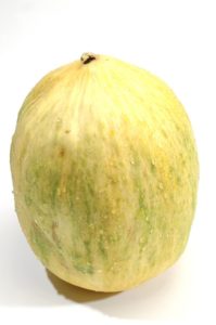 winter melon harvest
