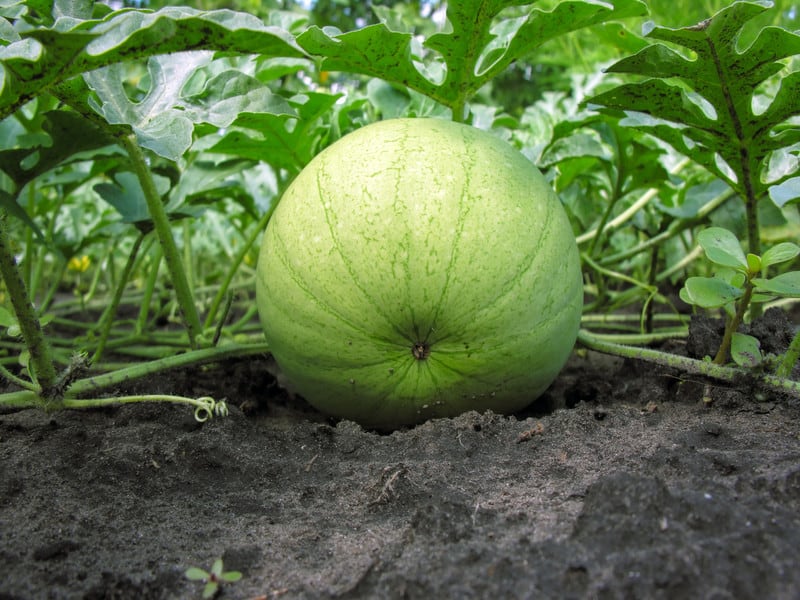Honeydew melon near harvest