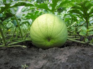 Honeydew melon ripening