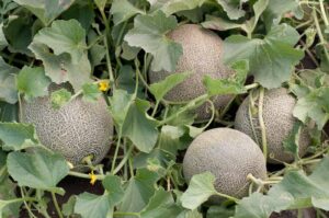 Melons grow in a cluster