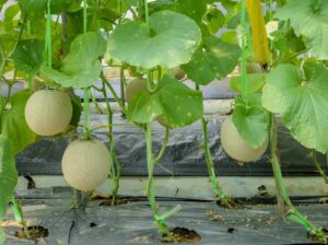 Grow melons up a trellis