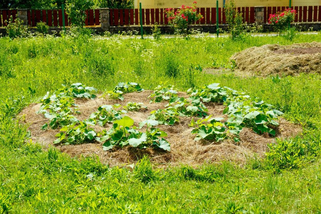 Pumpkins growing on mound