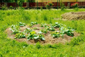 Grow pumpkins on mounds