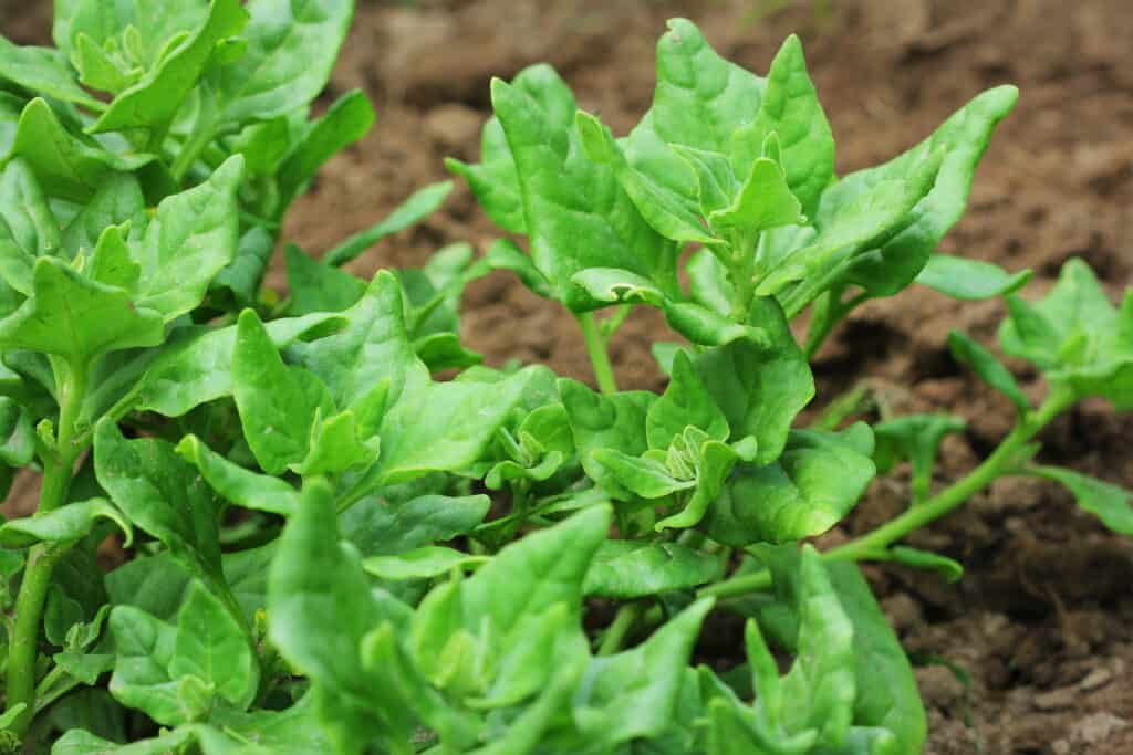 New Zealand spinach plants