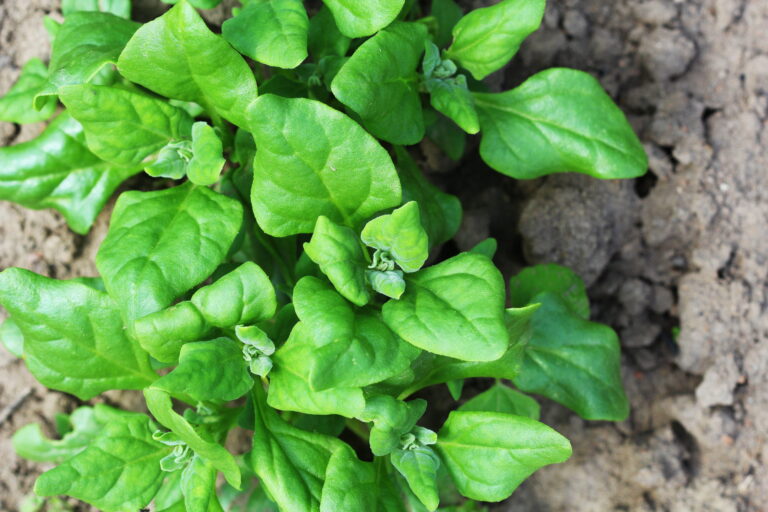 New Zealand spinach in garden