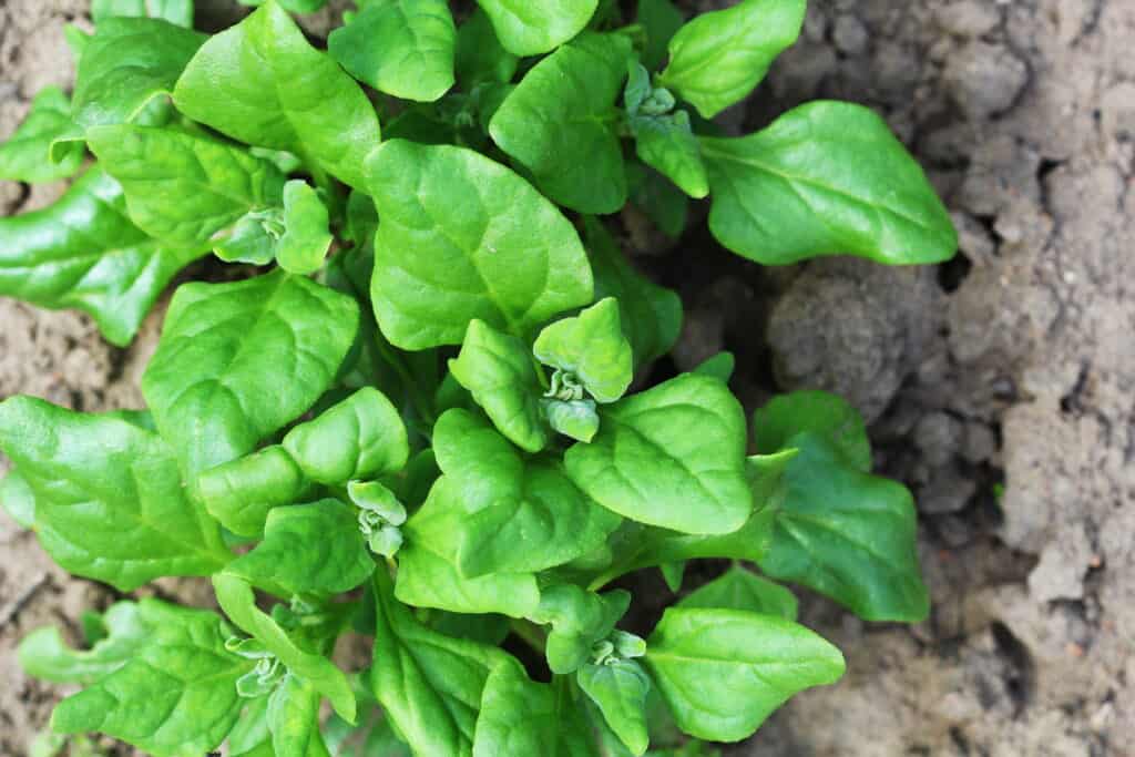 Young New Zealand spinach