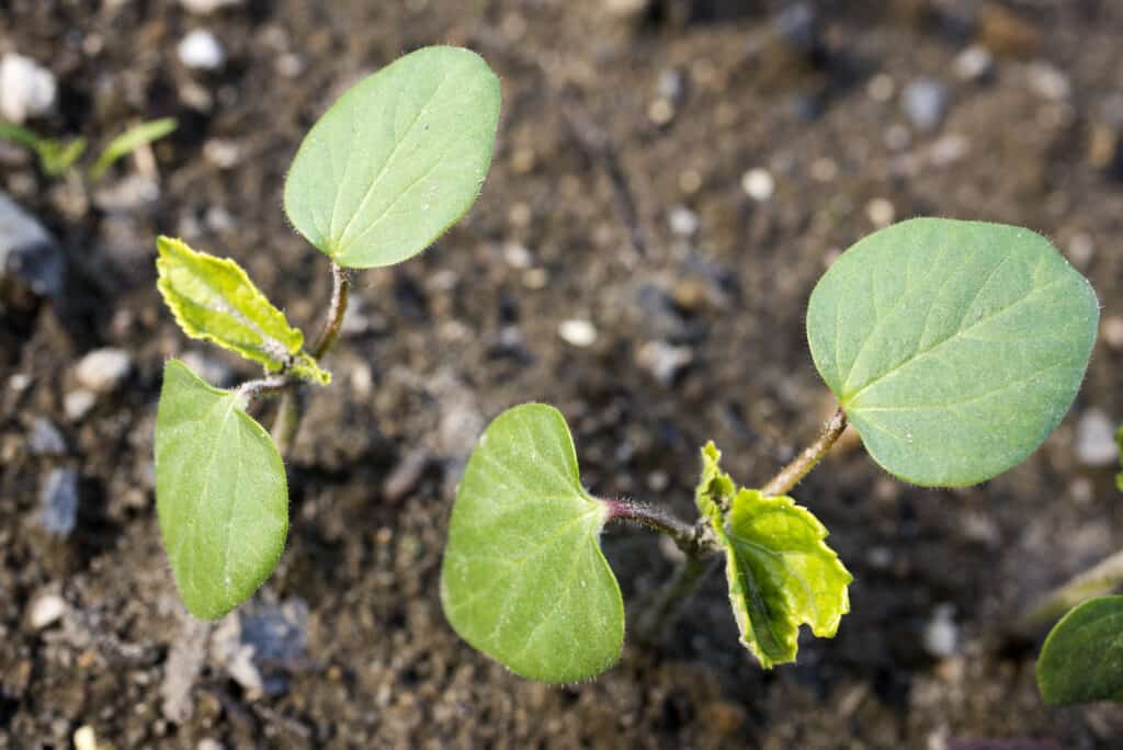 Okra seedlings in garden