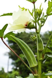 How to Grow Okra