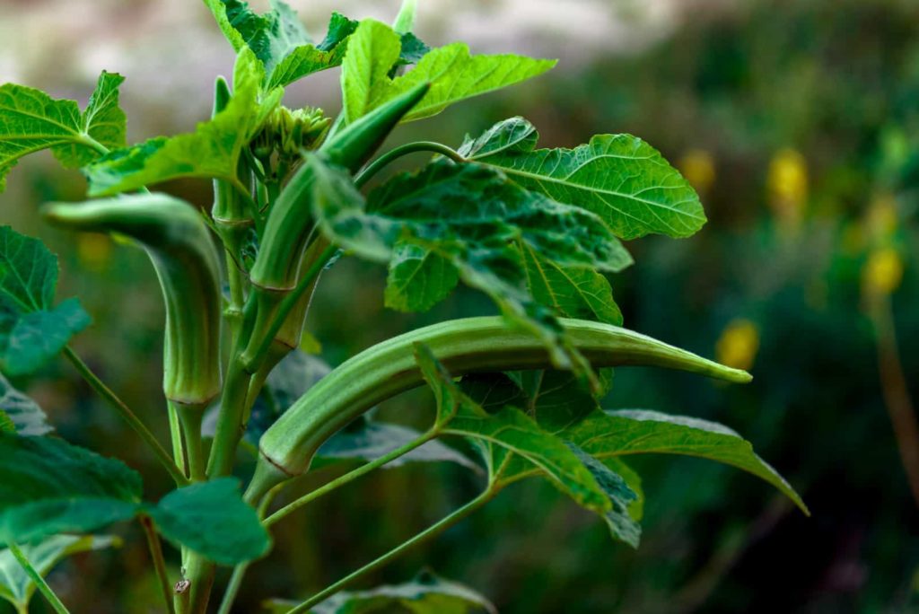 Okra plant with pods