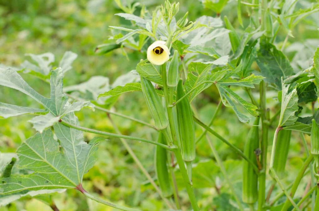 Okra growing in garden