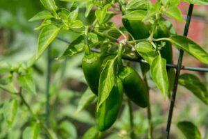 Peppers growing in a wire cage