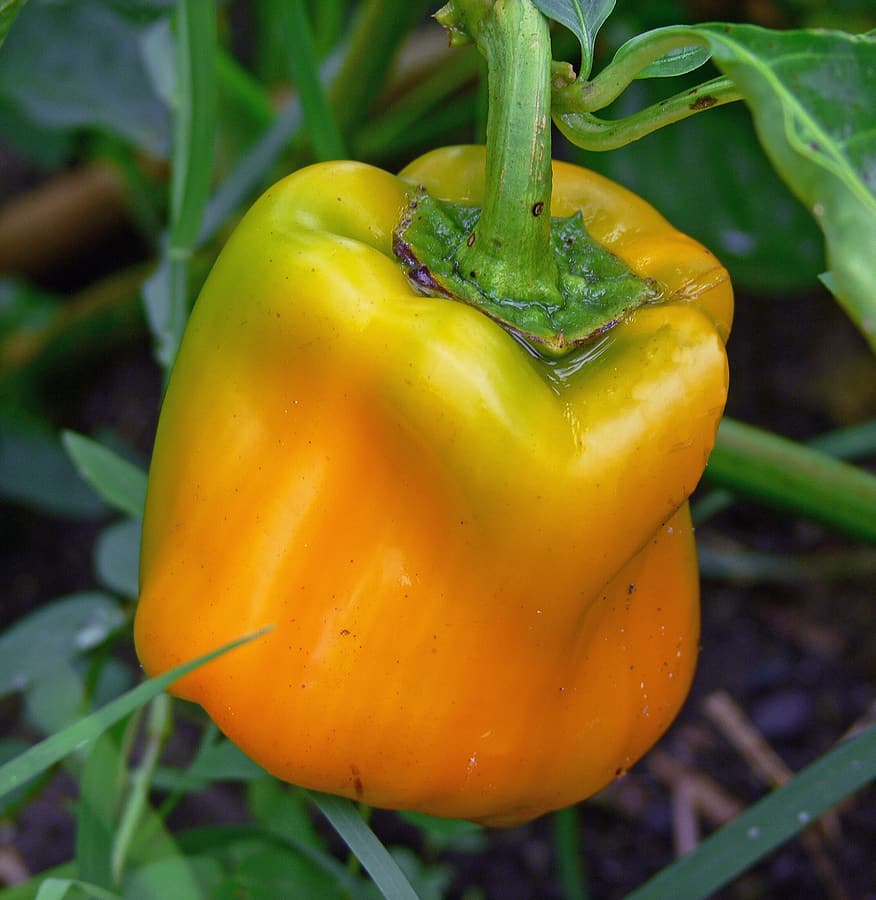 Sweet bell pepper