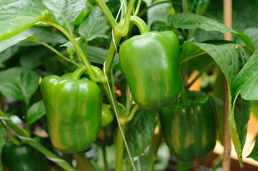 Peppers at harvest time