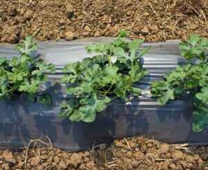 Growing melon on black garden fabric
