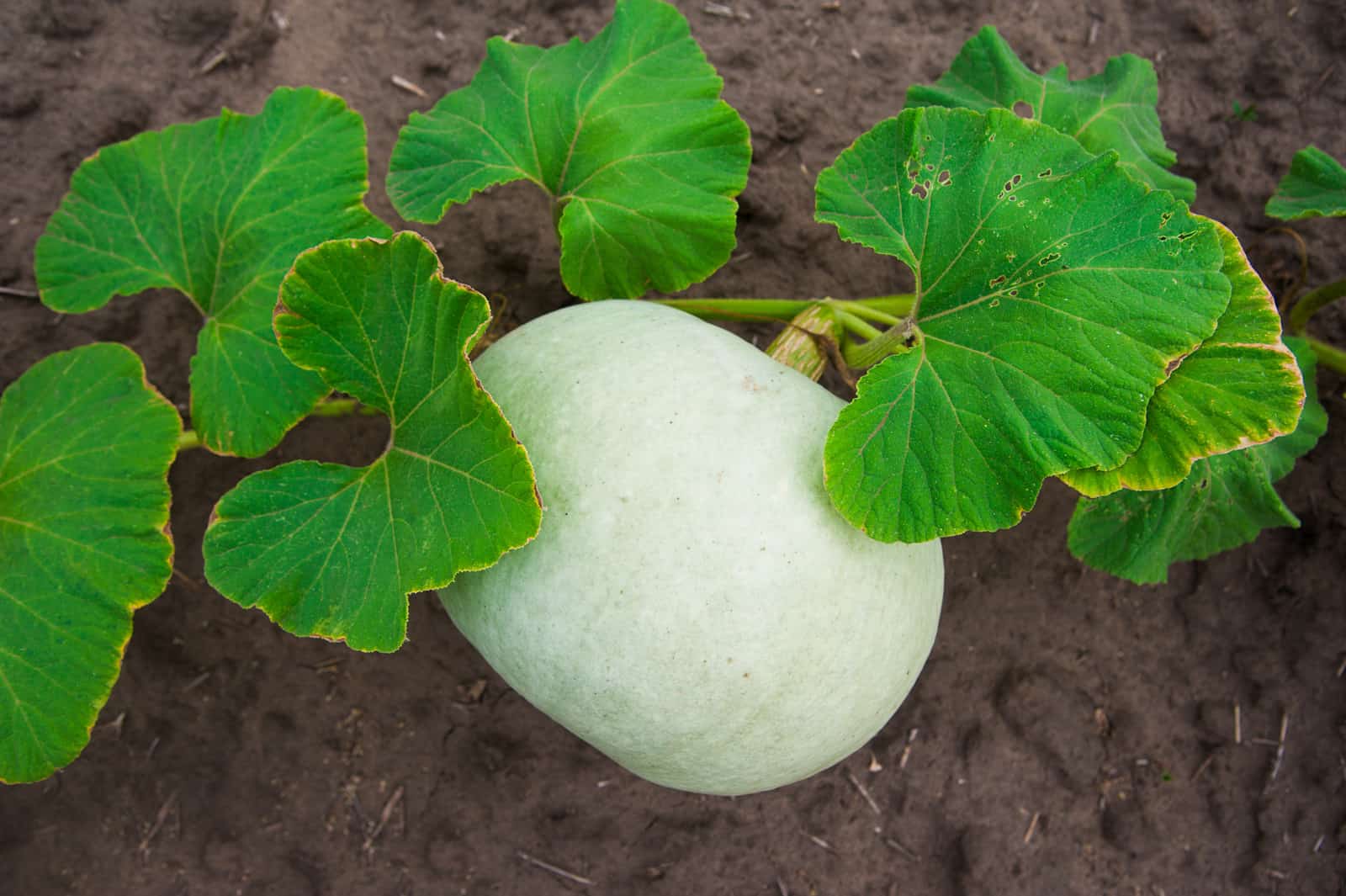 How To Plant, Grow, And Harvest Pumpkins - Harvest To Table