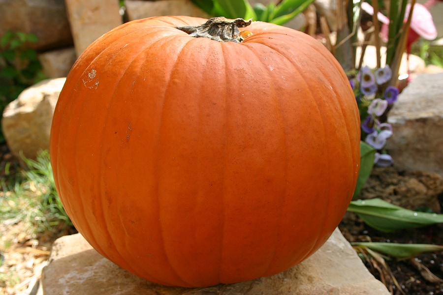 Pumpkin round at harvest