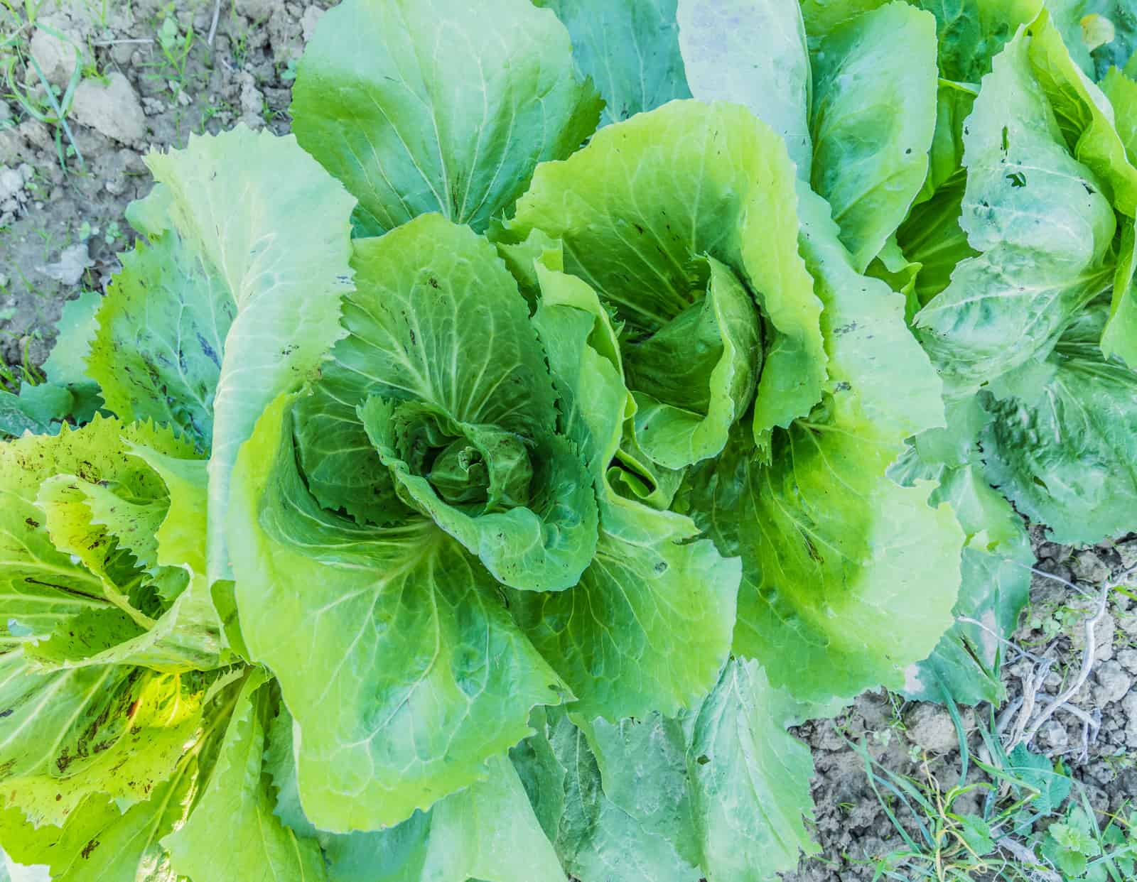 Chicory