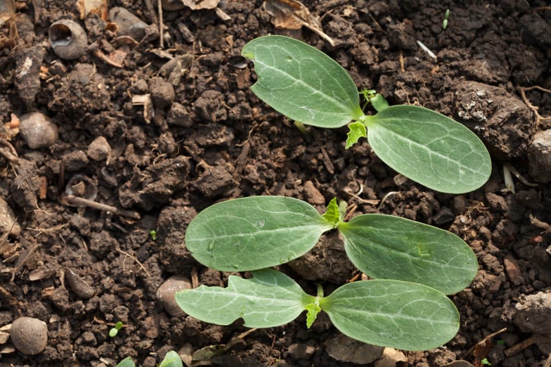 Pumpkin seedlings