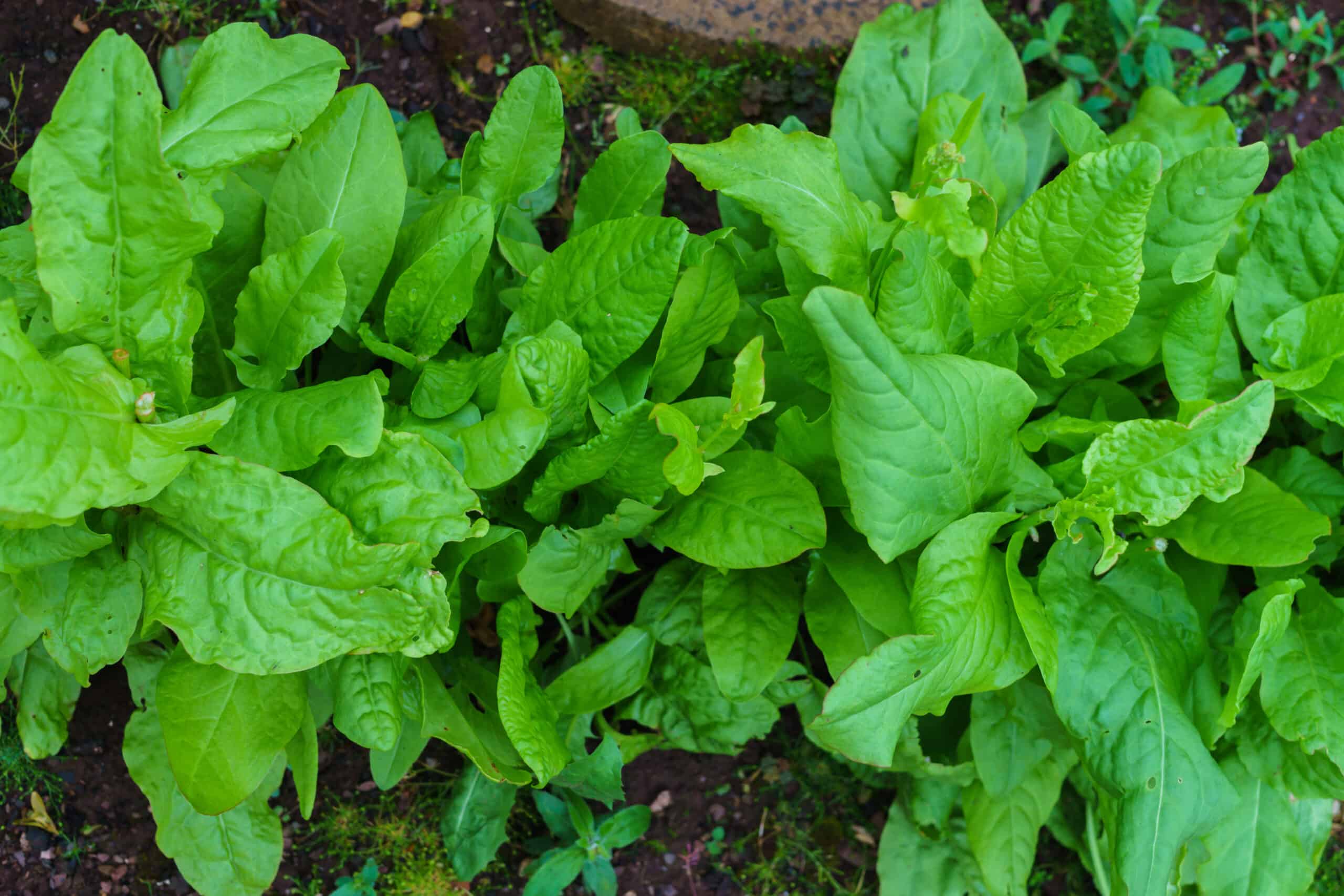 Sorrel in garden