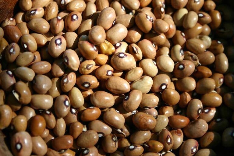 Southern peas black eyed1