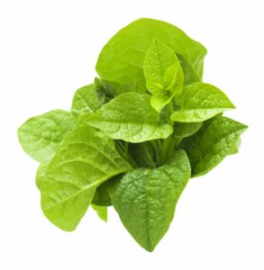 New Zealand spinach leaves