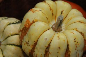 How to Grow Winter Squash