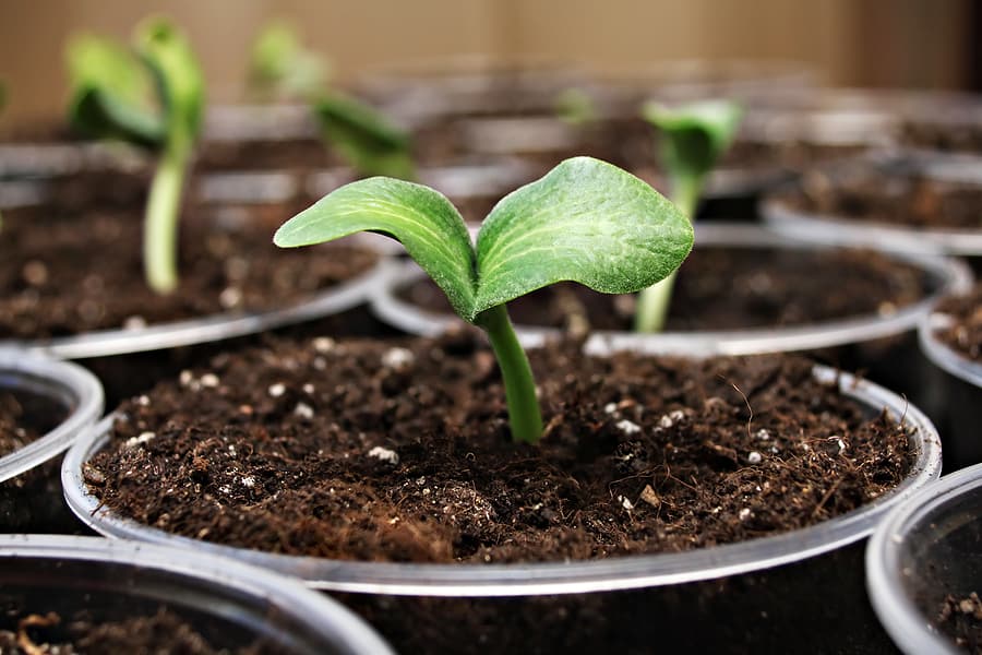 Squash seedling