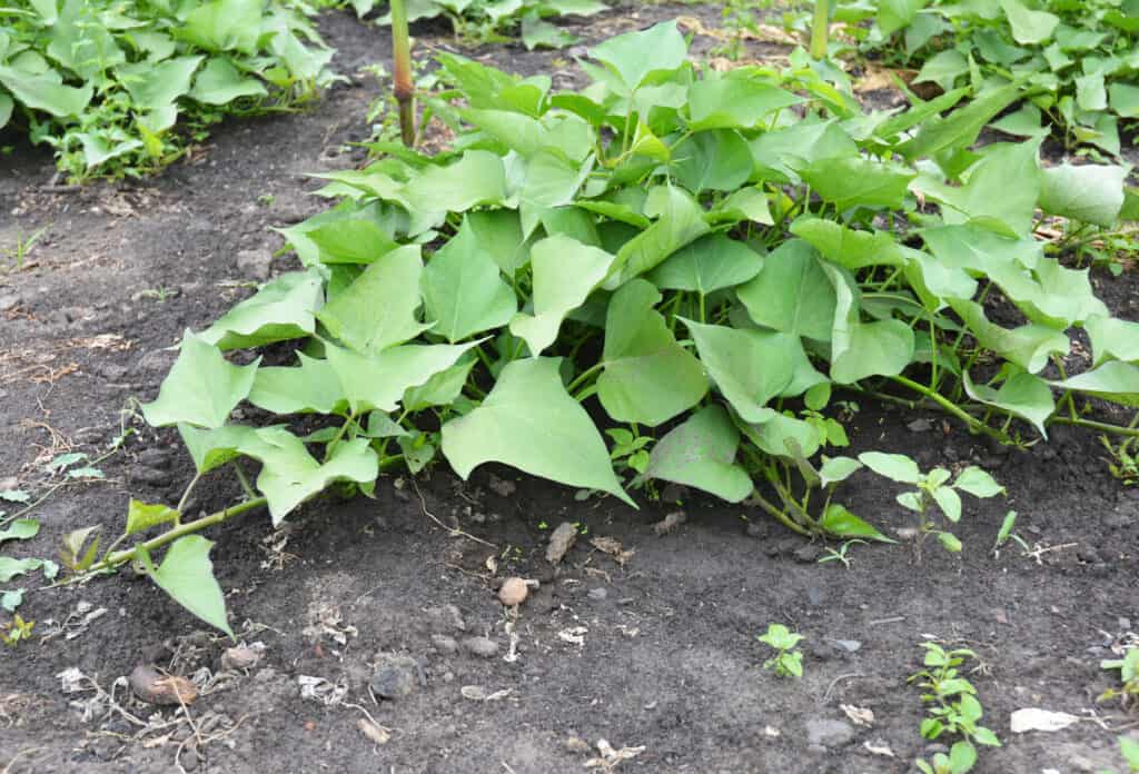sweet potato plant in garden