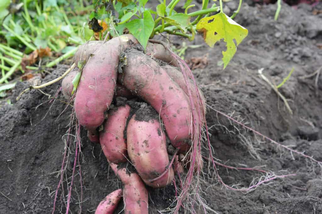 sweet potato roots