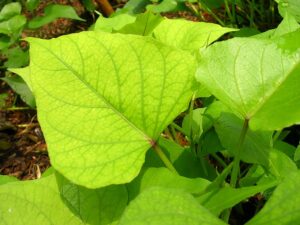 Sweet potato leaves grow