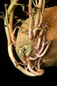 sweet potato growing
