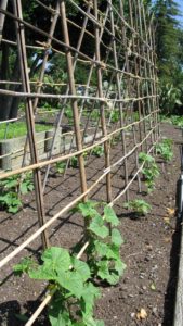 Grow cucumbers on a treillis