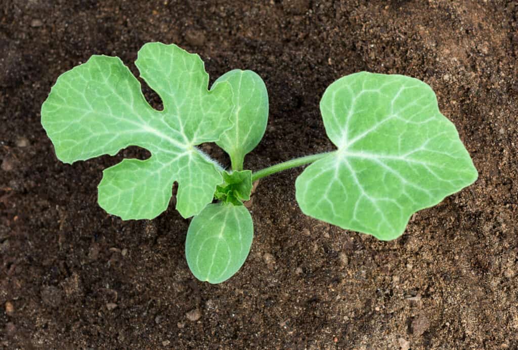 Watermelon seedling