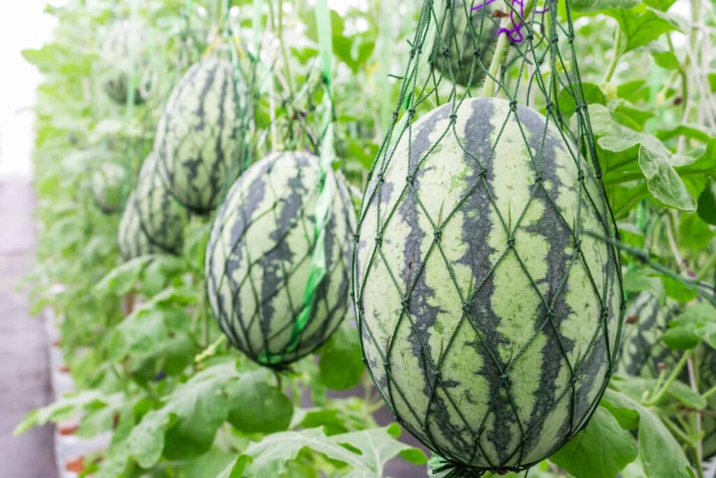 Watermelon growing from trellis