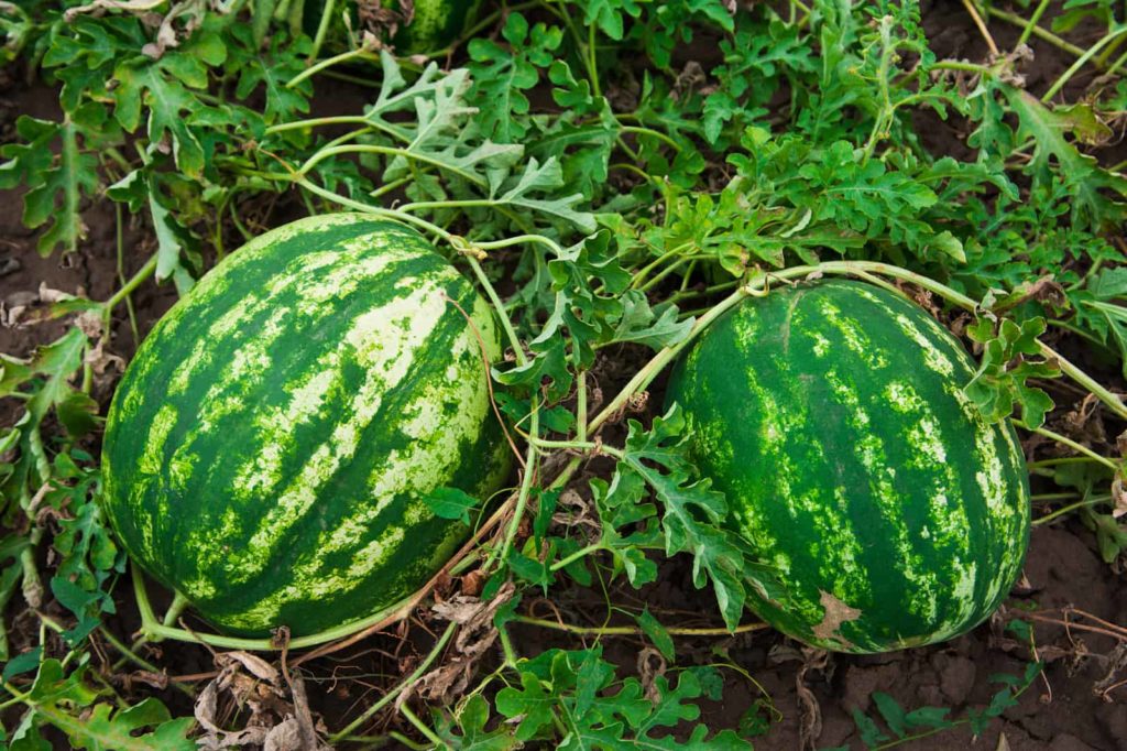 watermelons on the vine