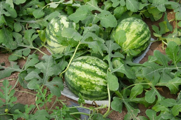 Watermelons on tiles to ripen