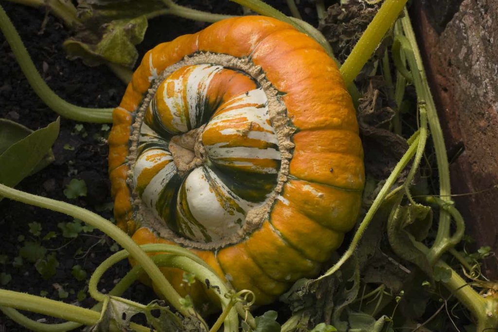 winter squash growing