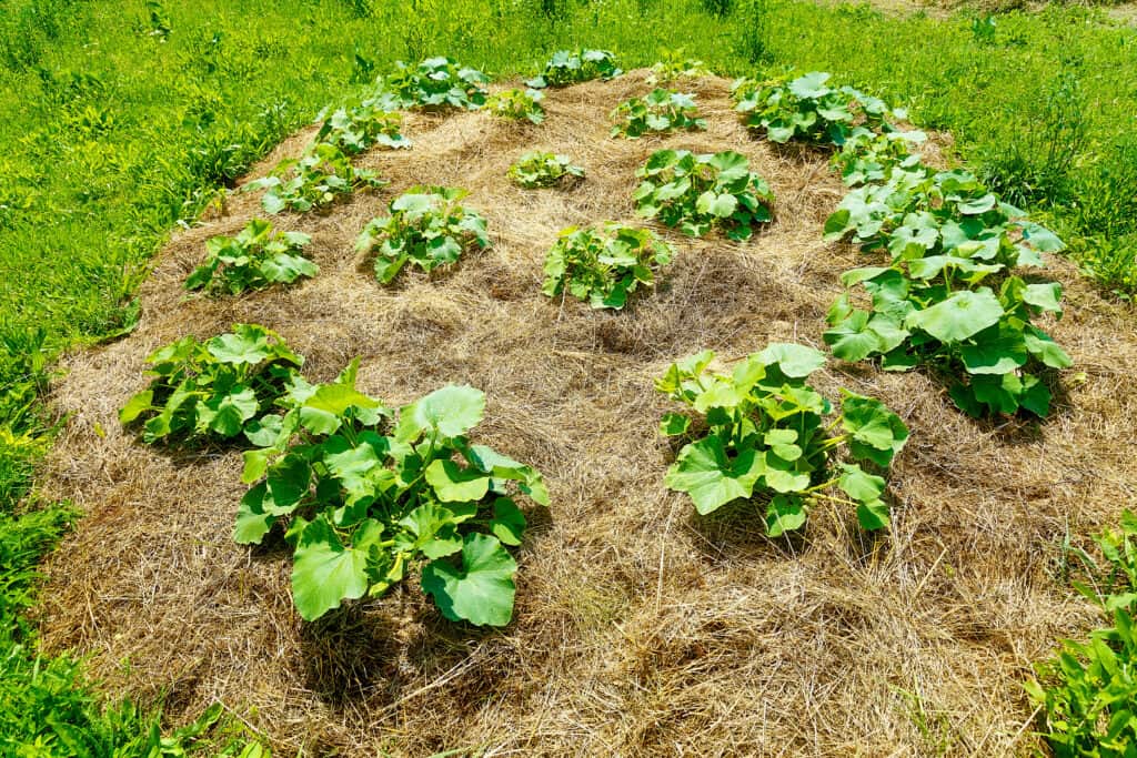 Squash planted on a mound